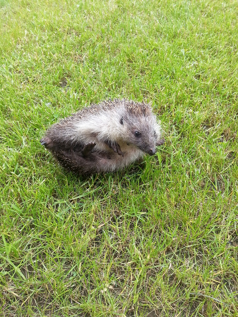 hedgehog roll turn free photo