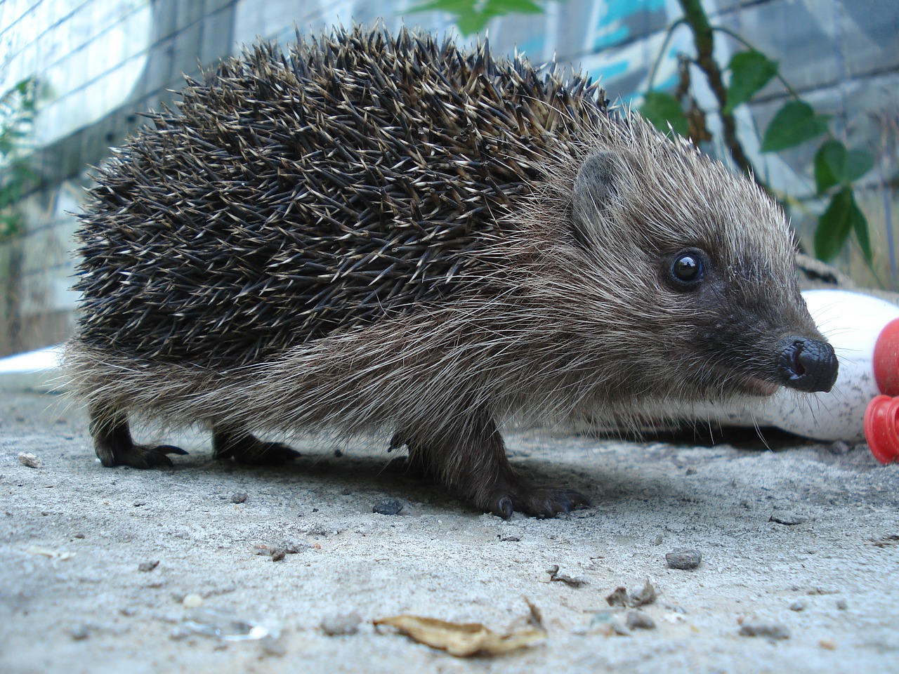 hedgehog animals forest free photo