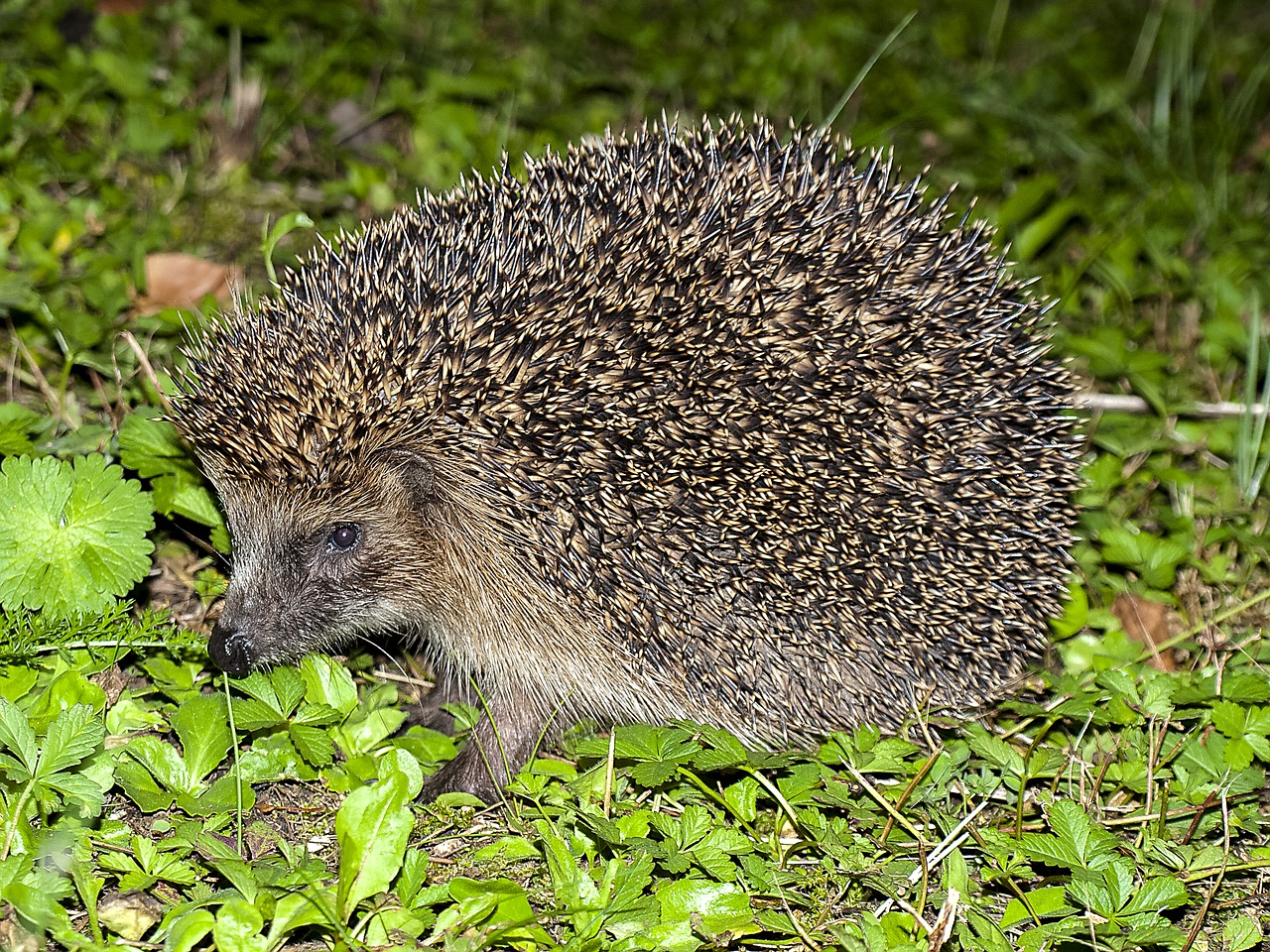 hedgehog animal garden free photo