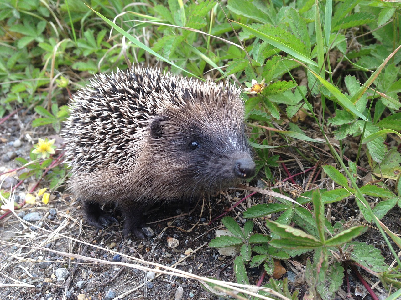 hedgehog animals nature free photo