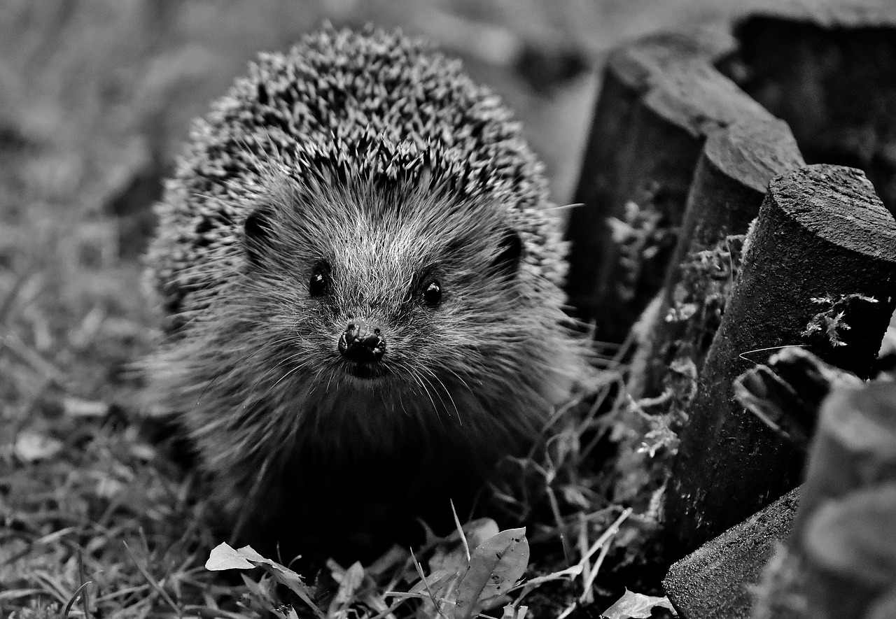 hedgehog garden nocturnal free photo