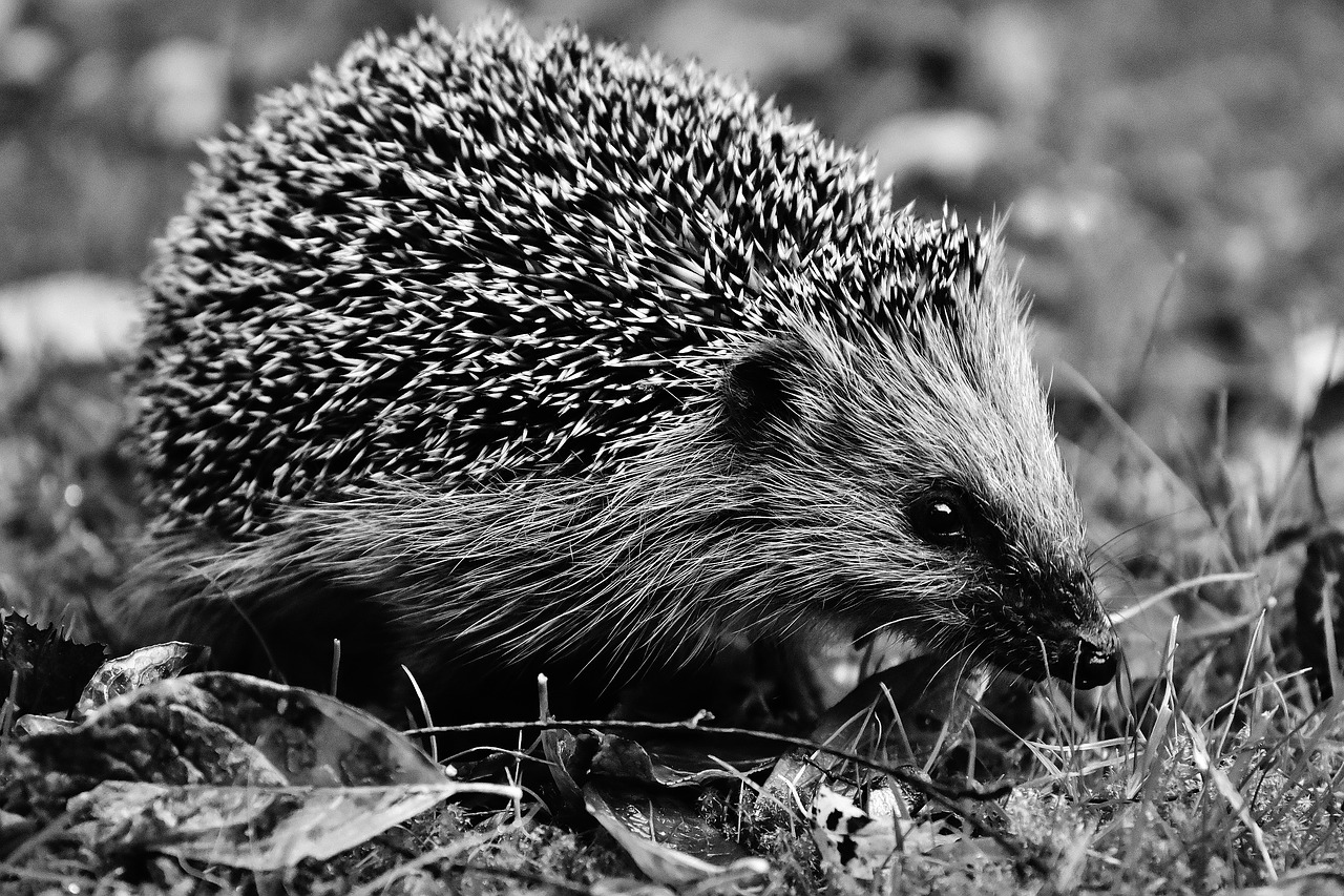hedgehog garden nocturnal free photo