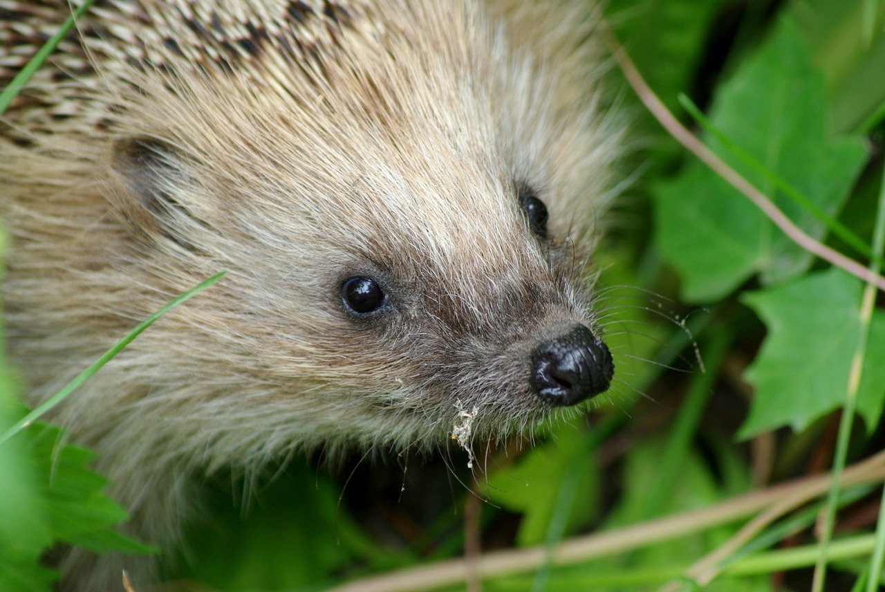 hedgehog mammal in the woods free photo