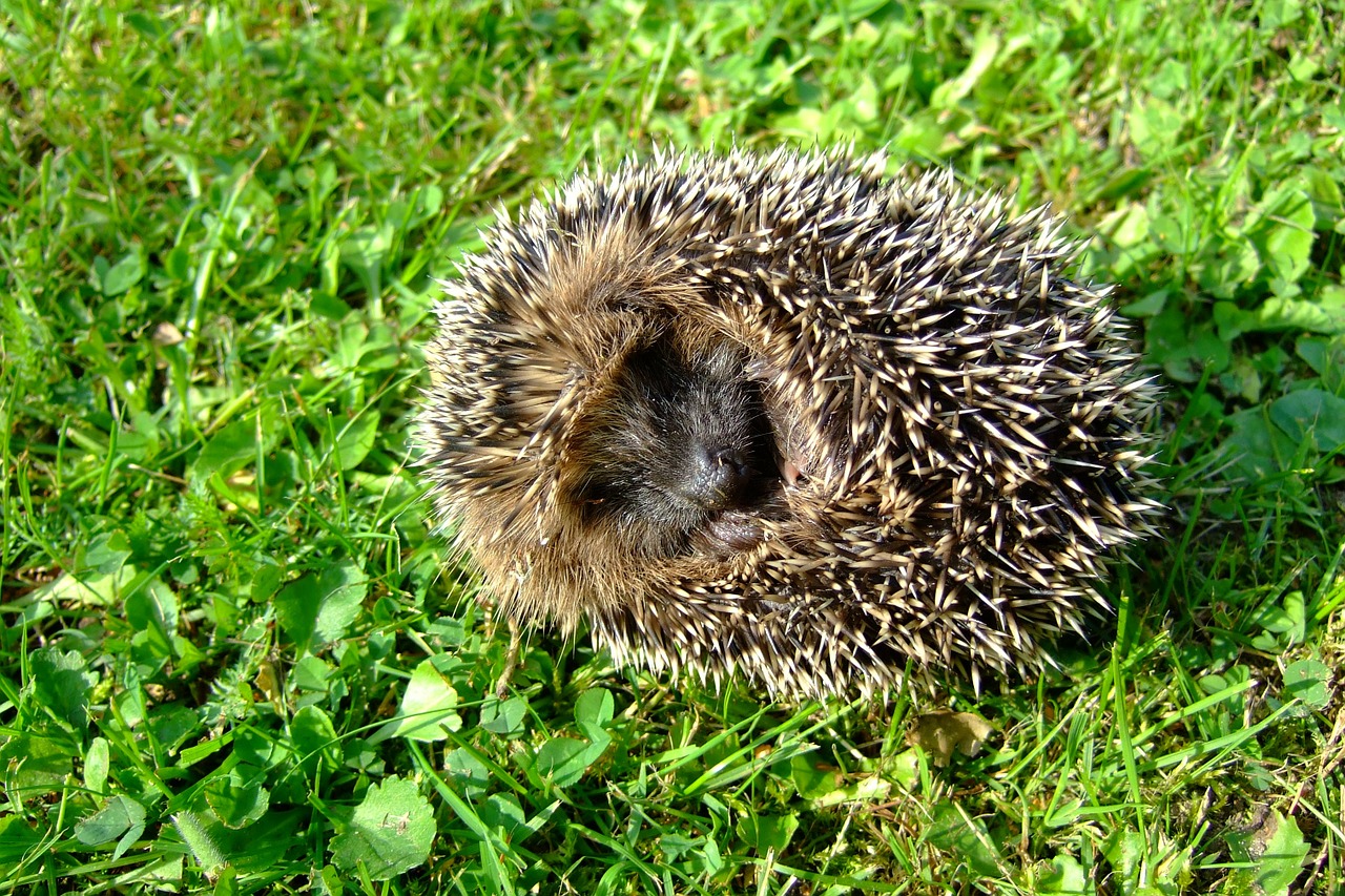 hedgehog prickly cute free photo