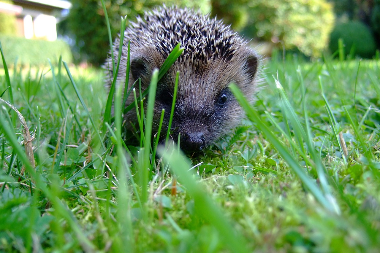 hedgehog meadow prickly free photo