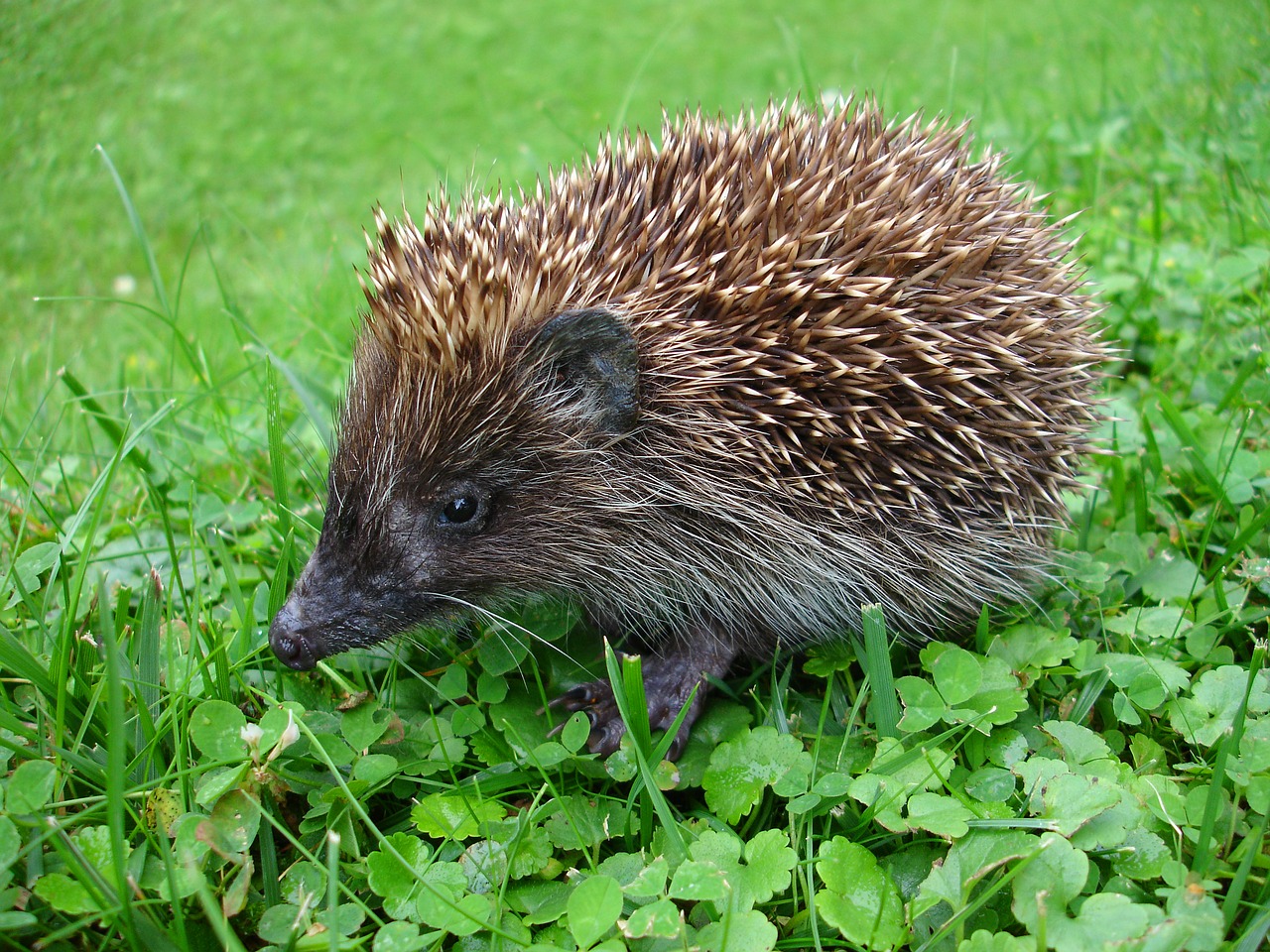 hedgehog erinaceinae mammal free photo