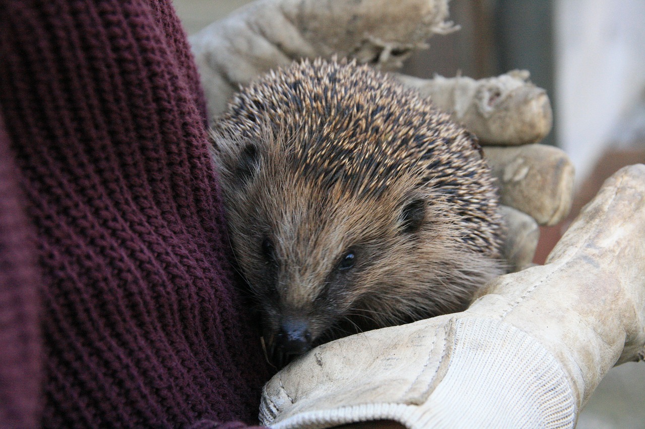 hedgehog spur prickly free photo