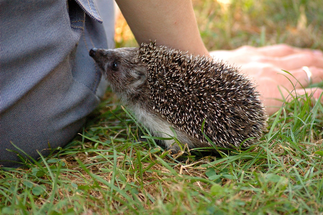 hedgehog animal forest free photo