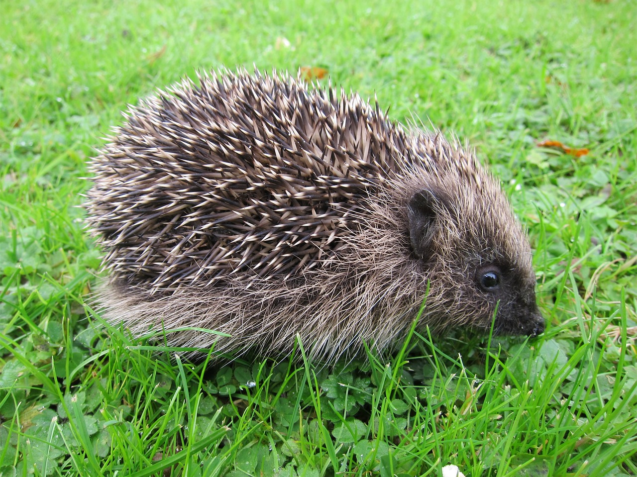 hedgehog baby young free photo