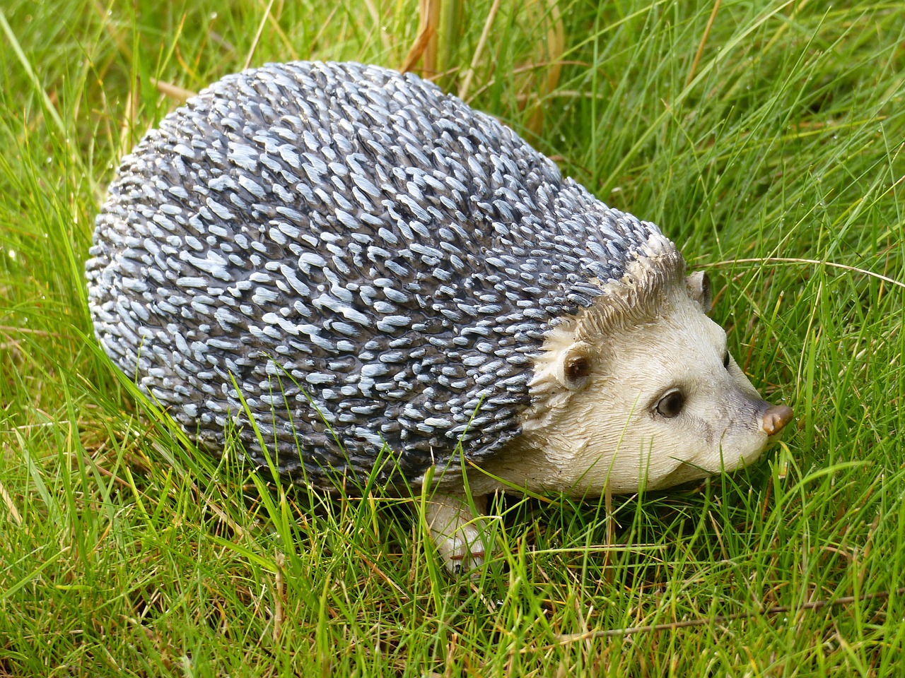 hedgehog figure garden free photo