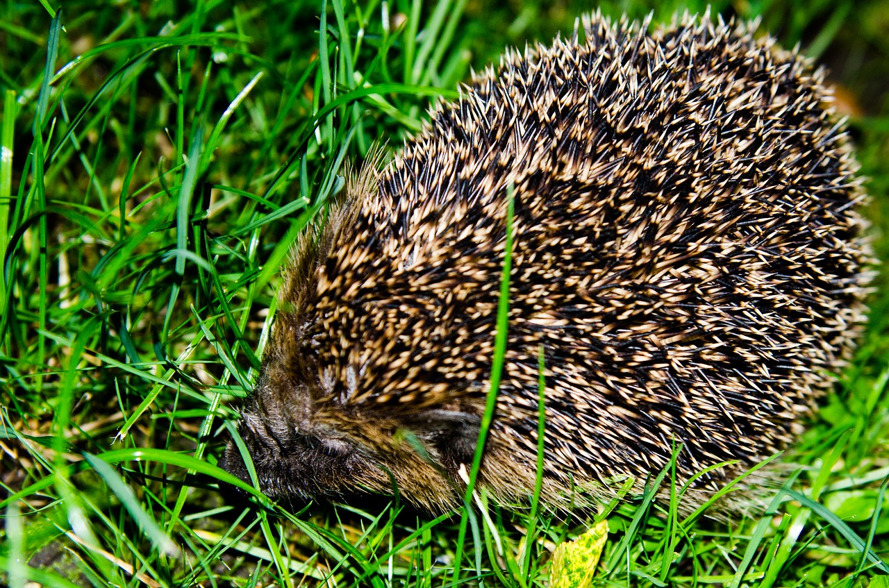 hedgehog garden nature free photo