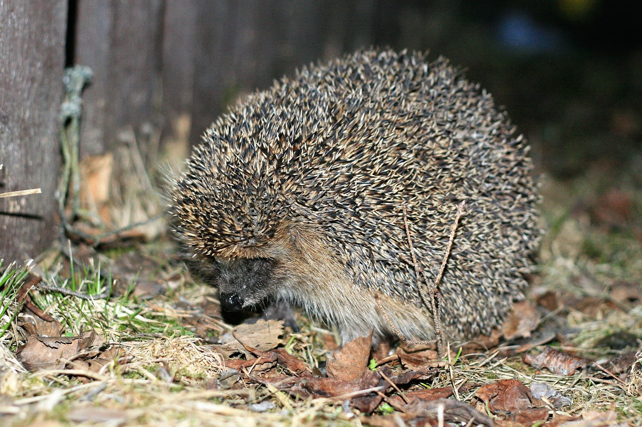 hedgehog autumn animals free photo