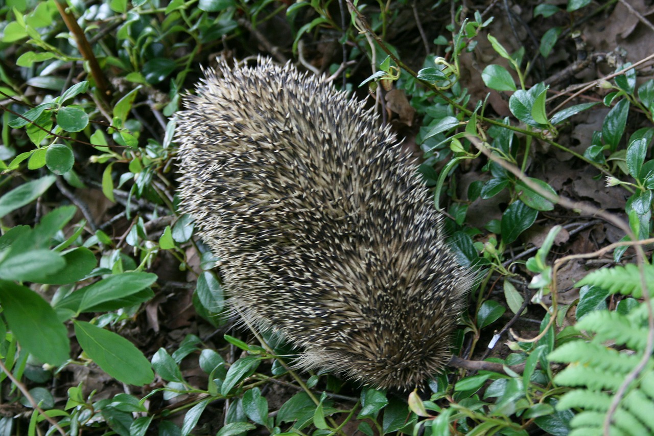 hedgehog nature animal free photo