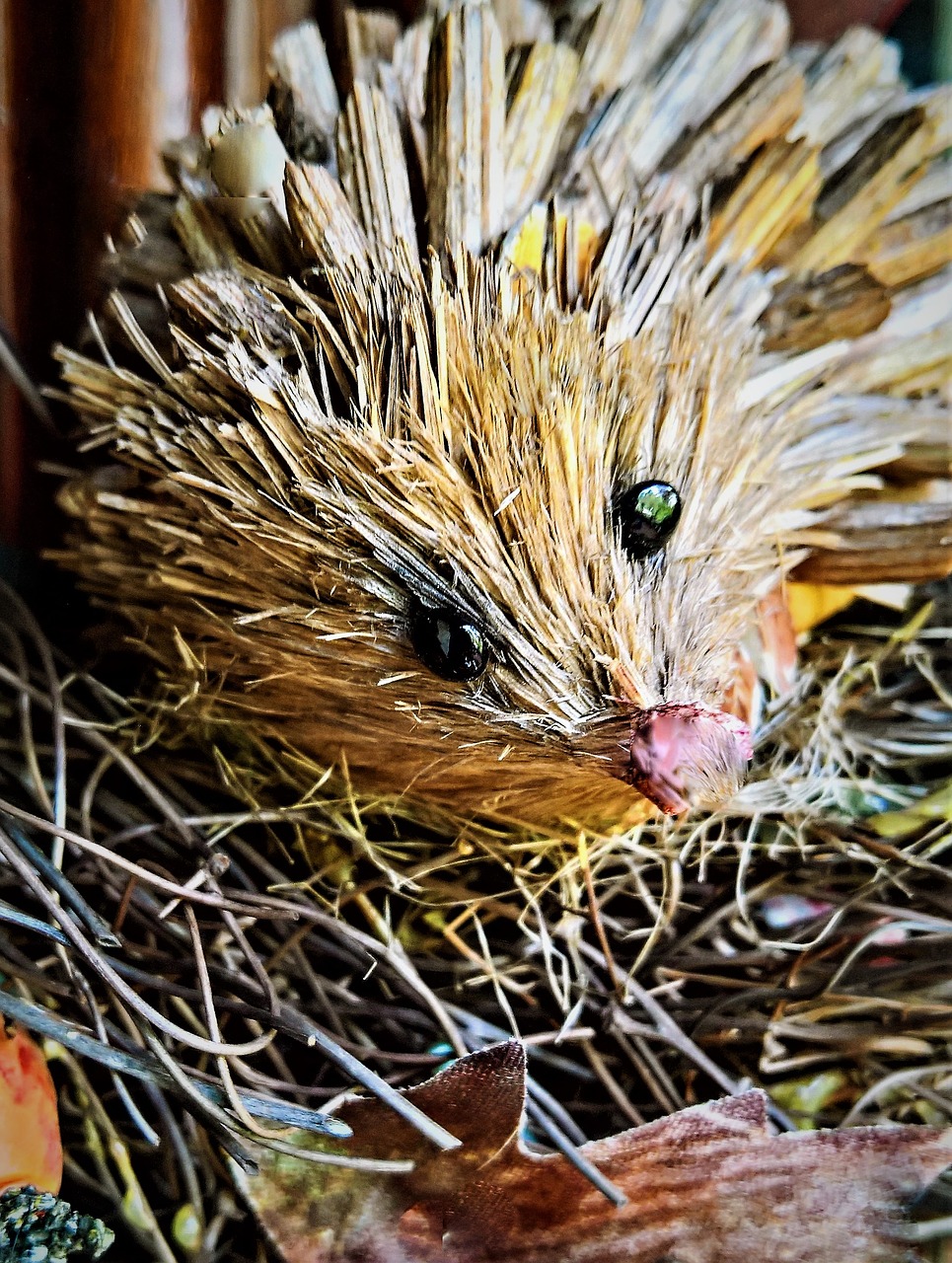 hedgehog straw hedgehog autumn free photo