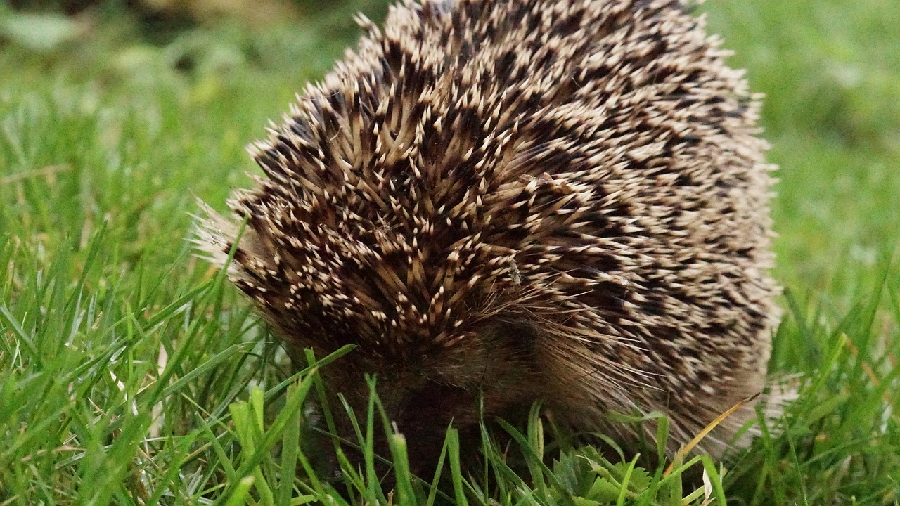 hedgehog meadow s free photo