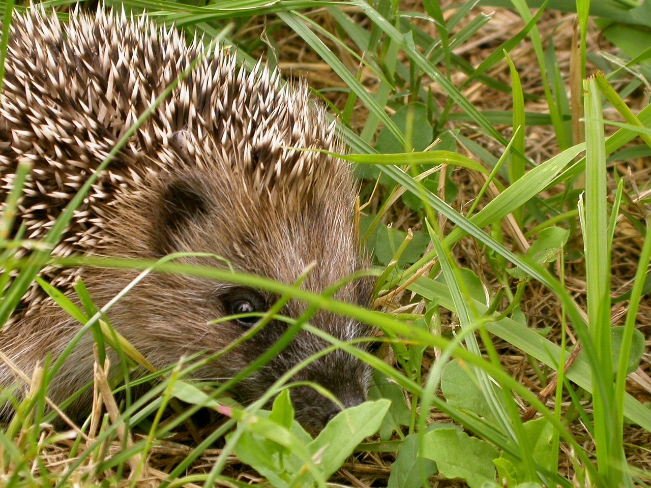 hedgehog prairie nature free photo