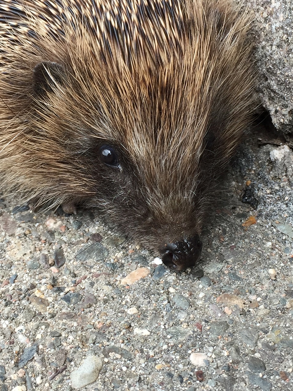 hedgehog animal mammal free photo