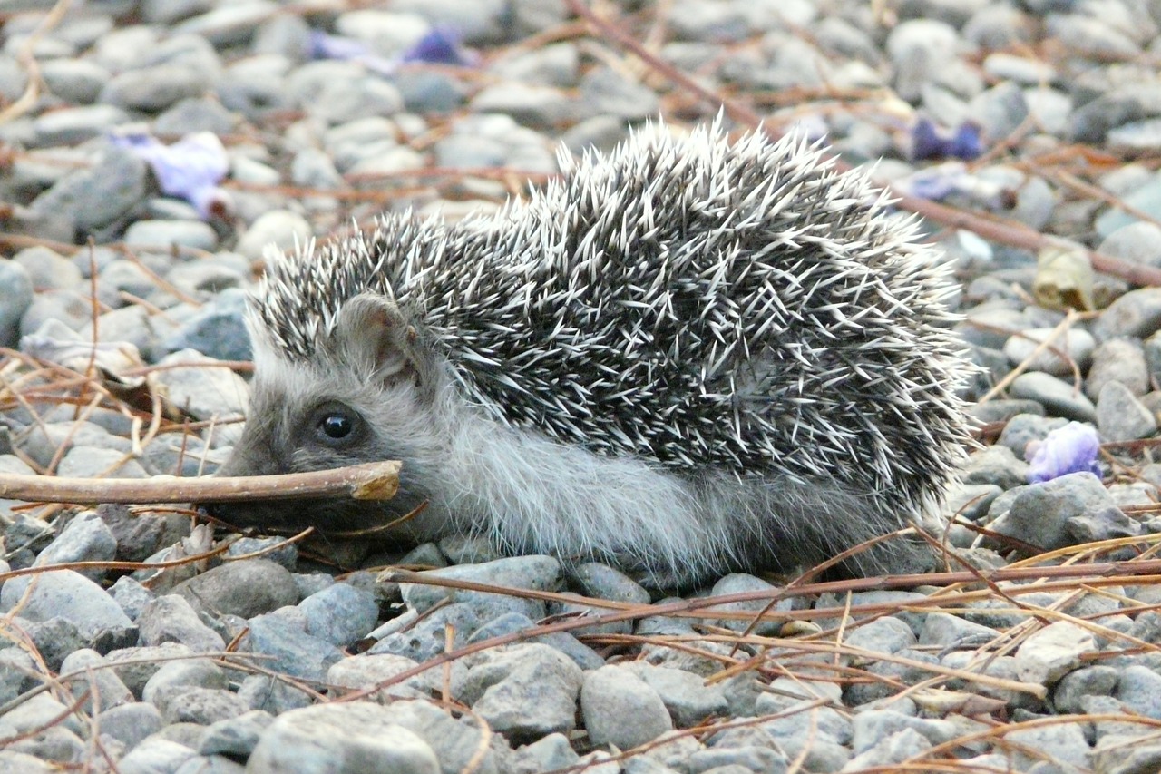 hedgehog cute prickly free photo