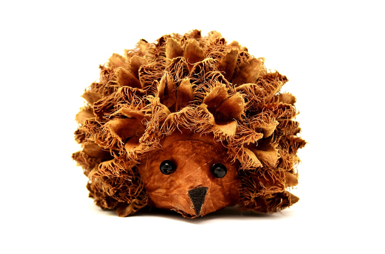 hedgehog nature animal free photo