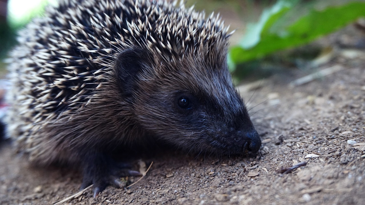 hedgehog animal world nature free photo