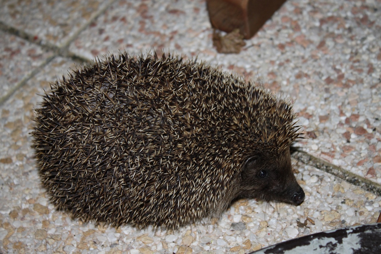 hedgehog nature fauna free photo