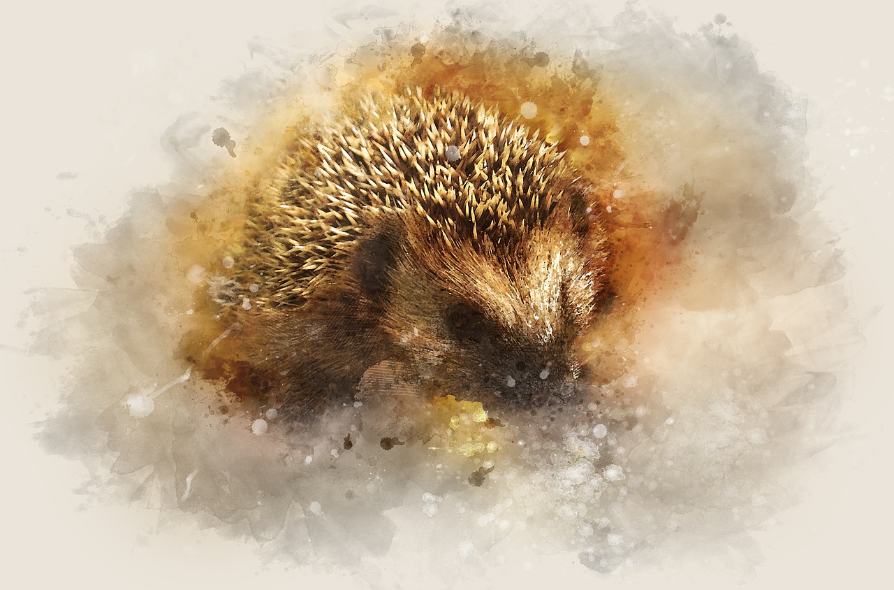 hedgehog  nature  animal free photo