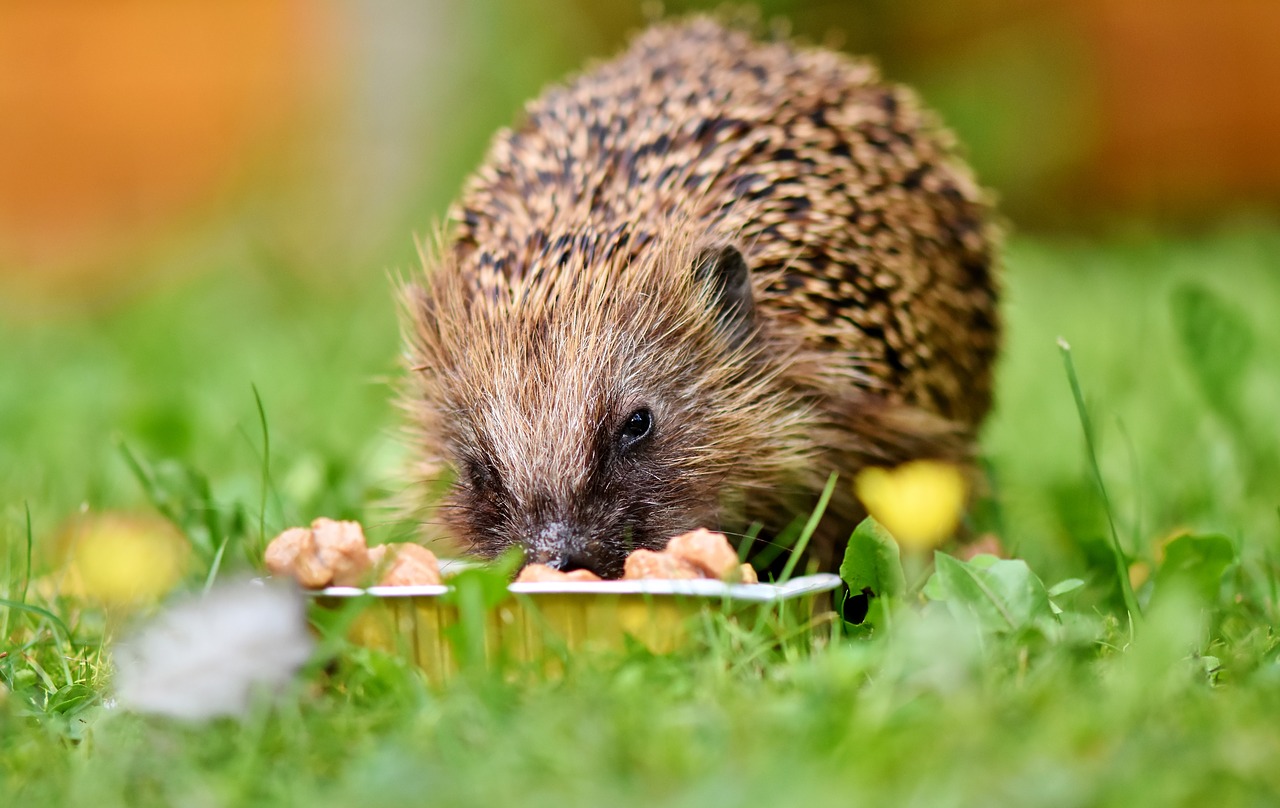 hedgehog  spur  hannah free photo