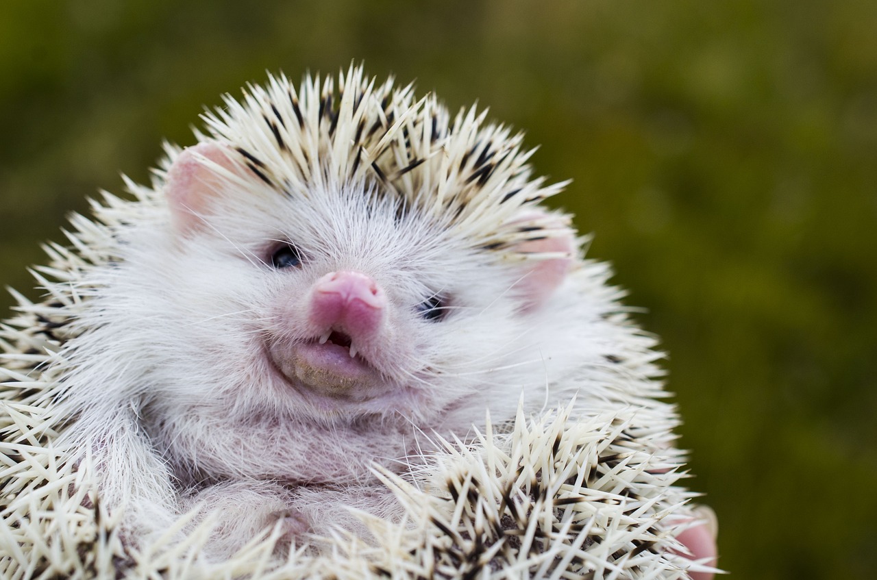 hedgehog  outdoors  animal free photo