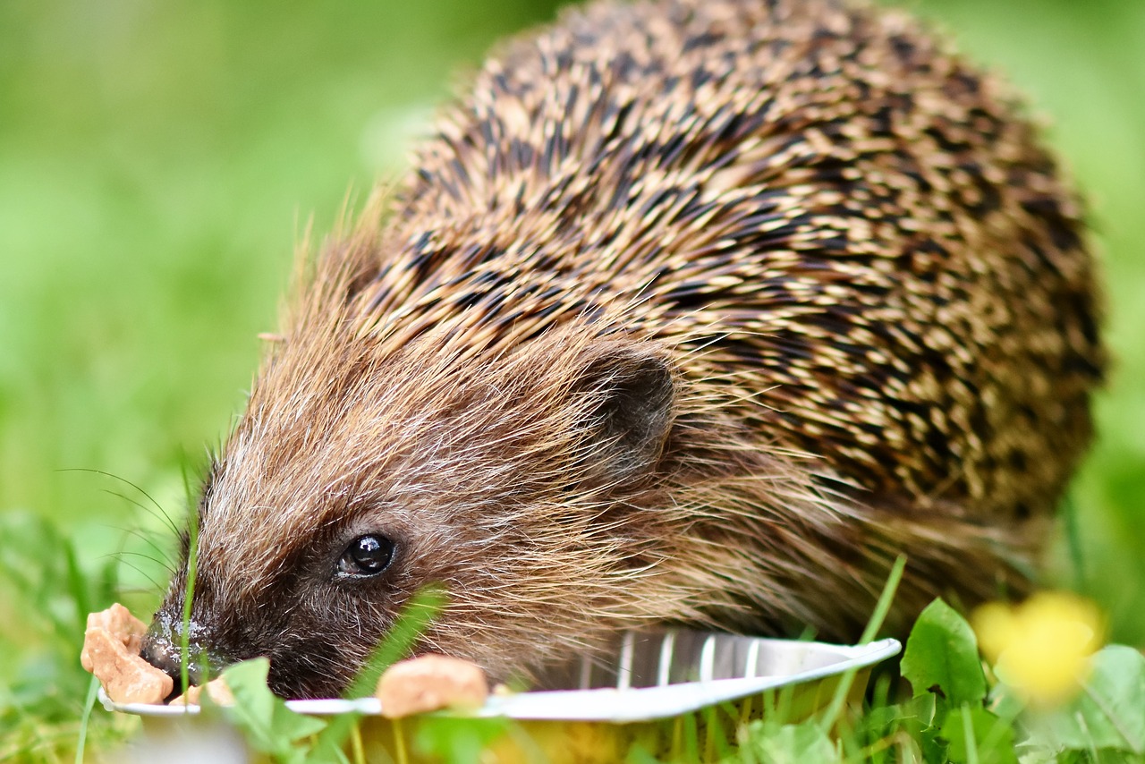 hedgehog  spur  hannah free photo