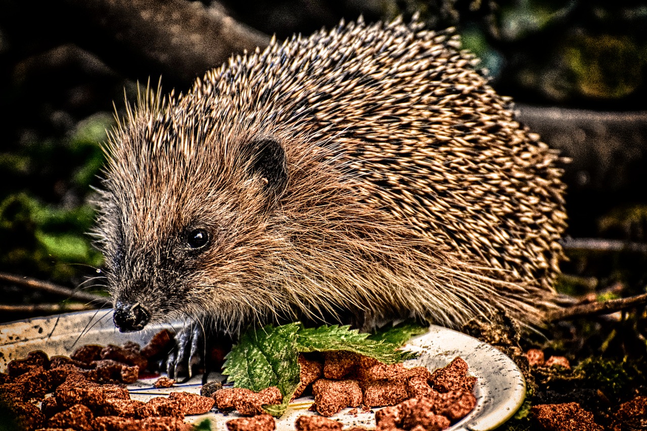 hedgehog  eat  animal free photo
