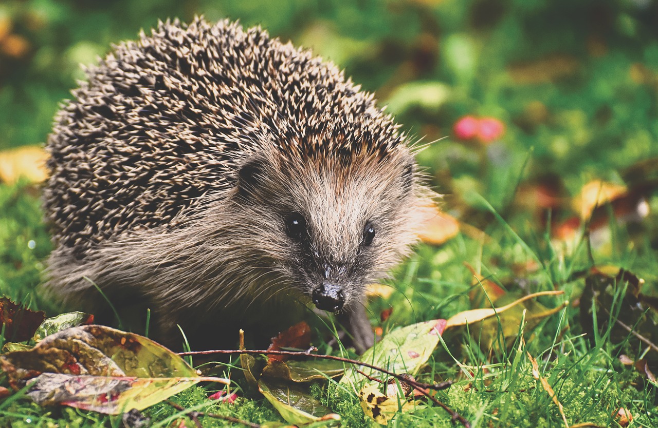 hedgehog  animal  spur free photo