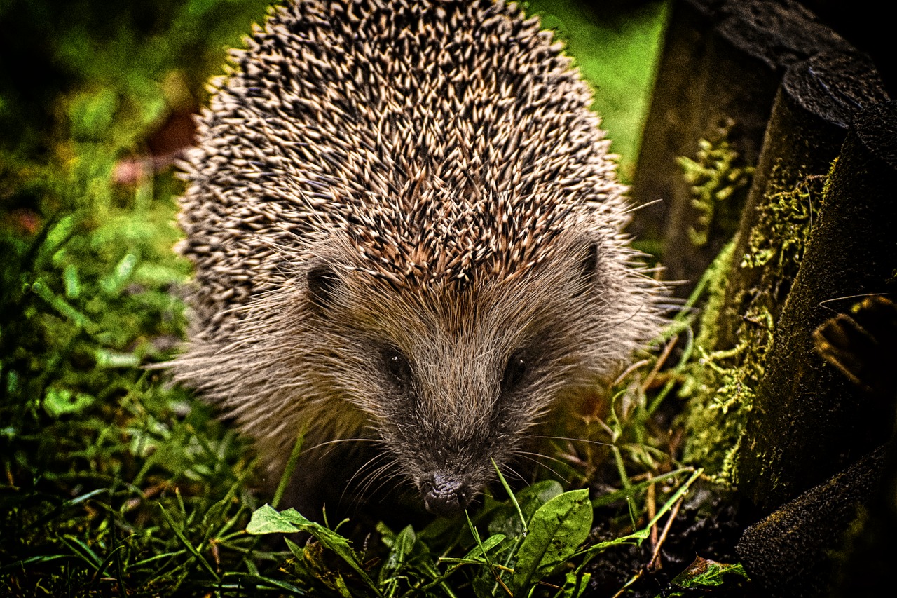hedgehog  eat  animal free photo