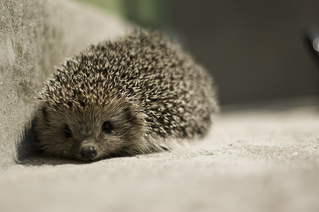 hedgehog animal cute free photo