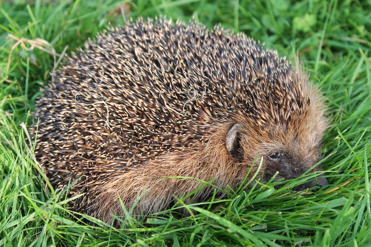 hedgehog  garden  gras free photo