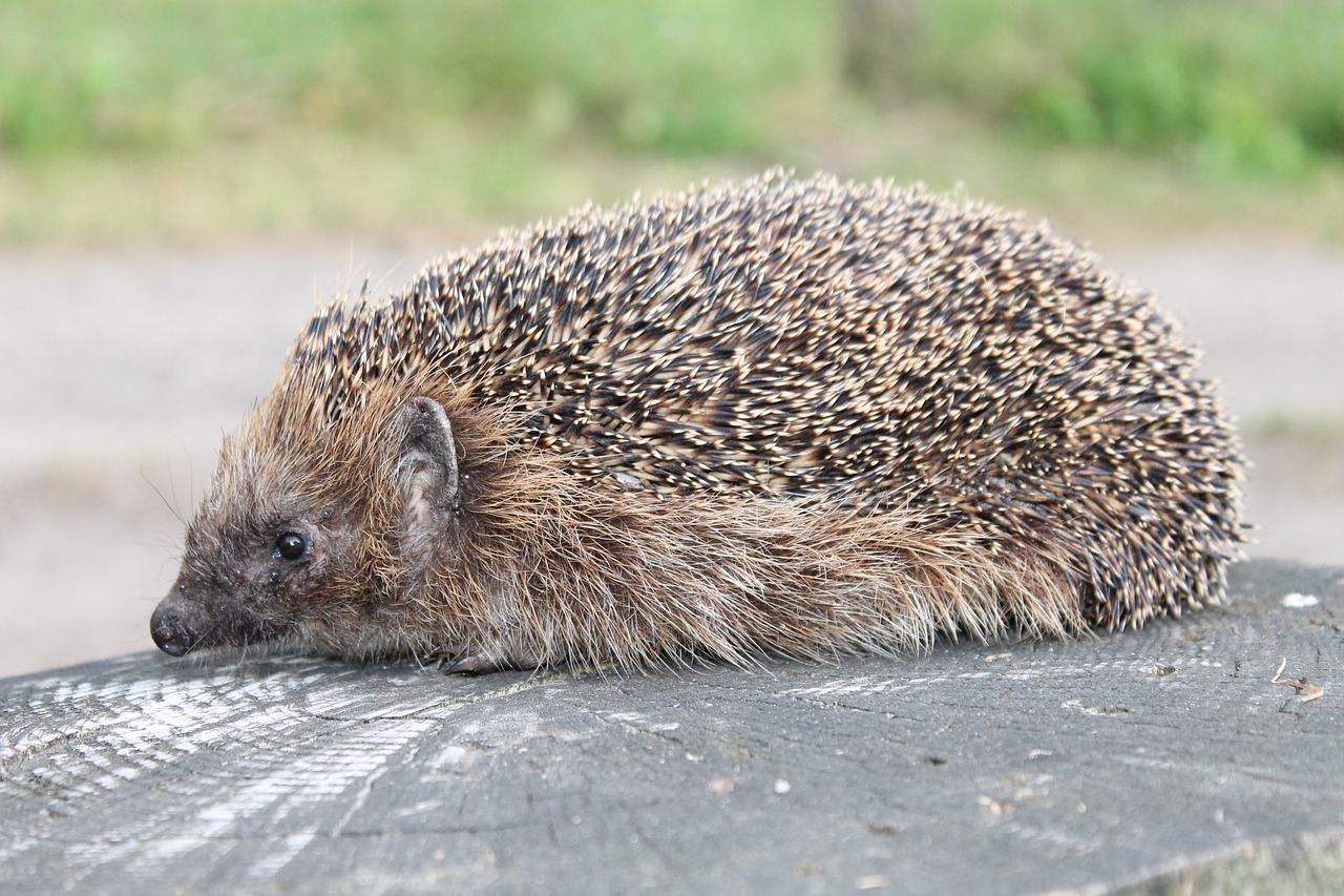 hedgehog  garden  animal free photo