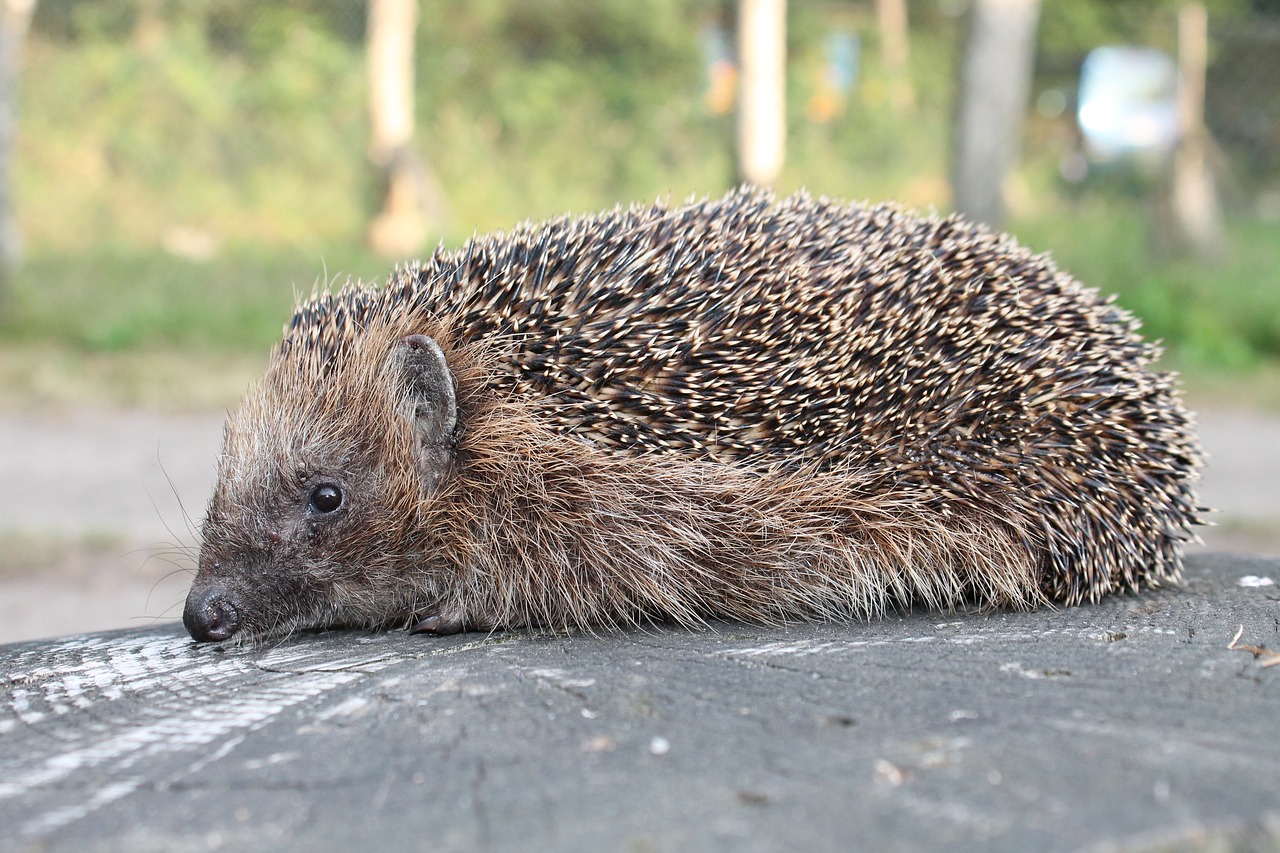 hedgehog  garden  animal free photo