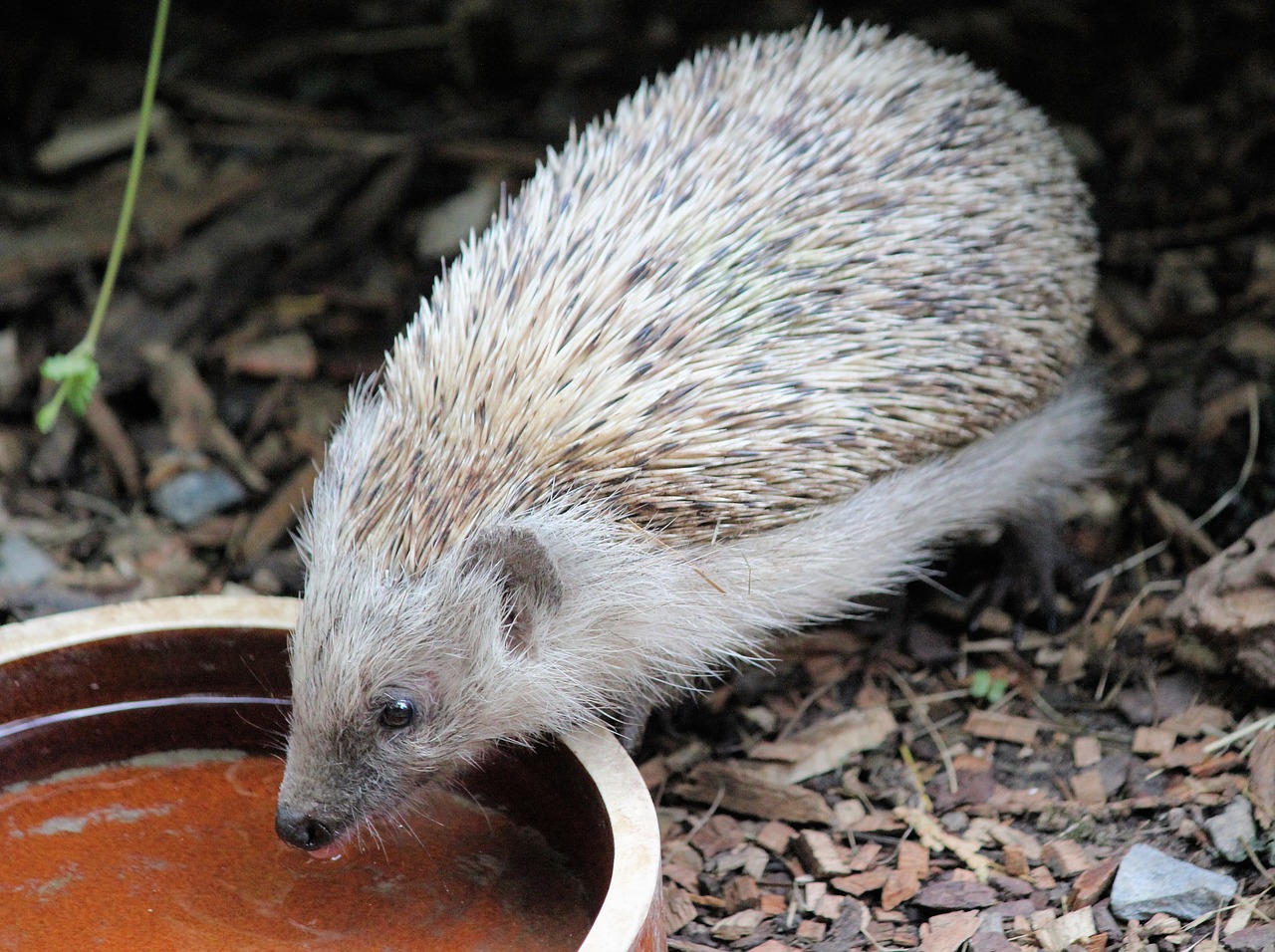 hedgehog  quills  animal free photo