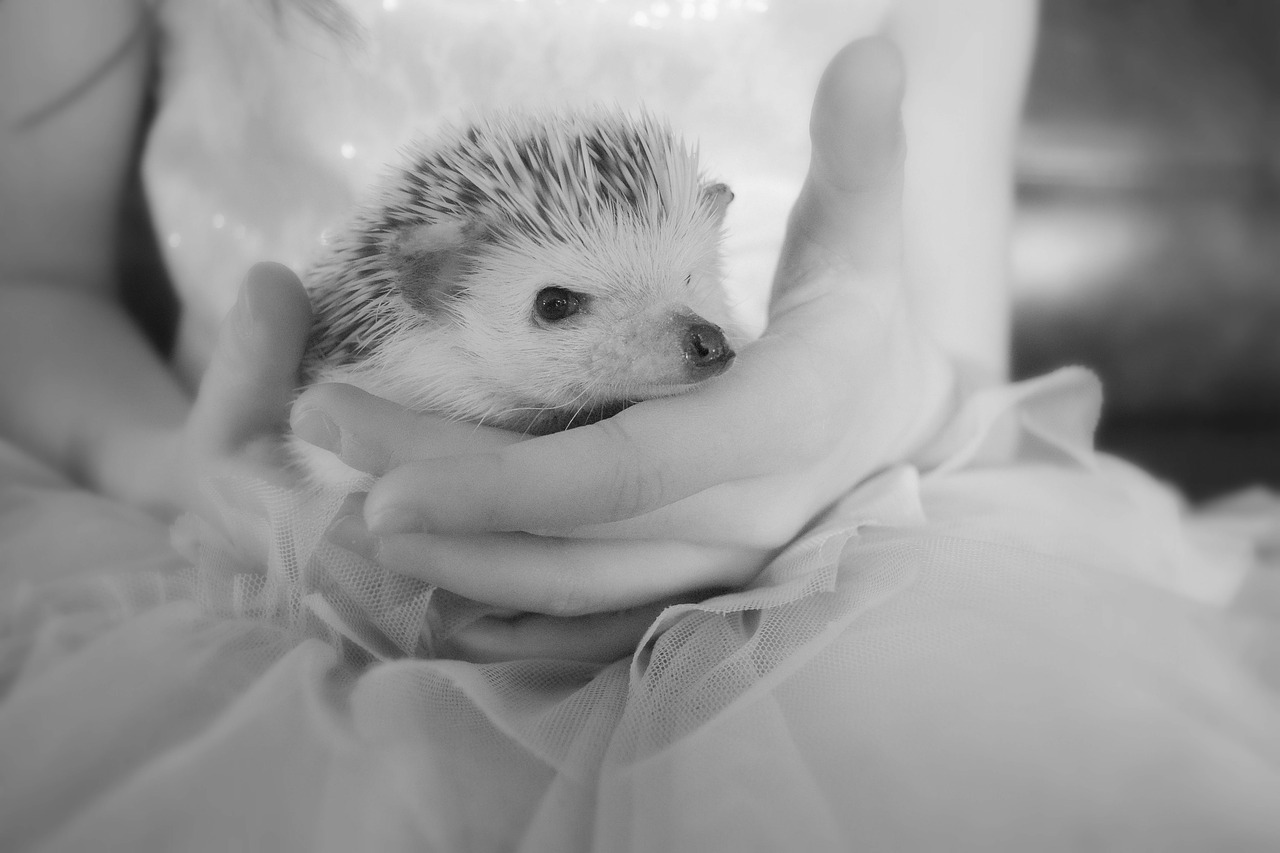 hedgehog  cute  animal free photo