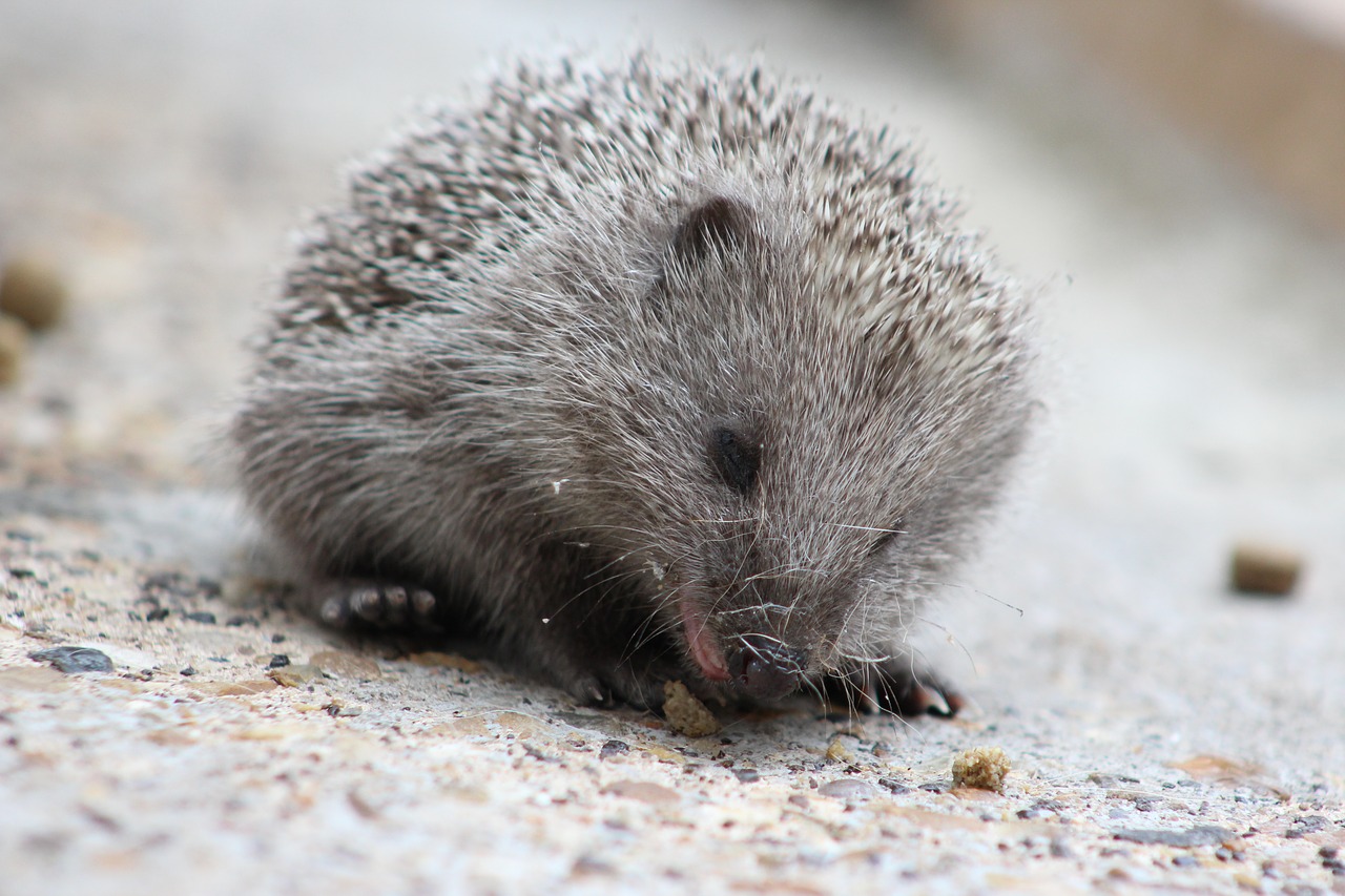 hedgehog  nature  cute free photo