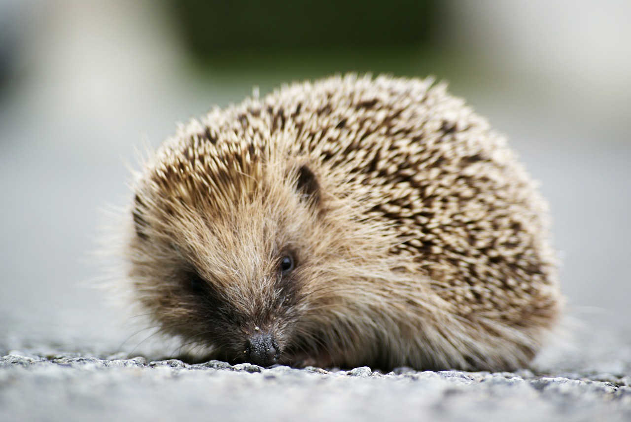 hedgehog animal wild free photo