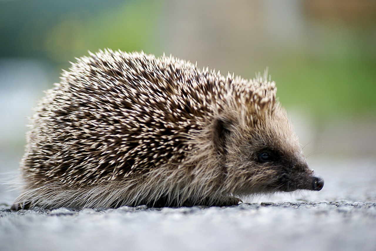 hedgehog animal spring free photo