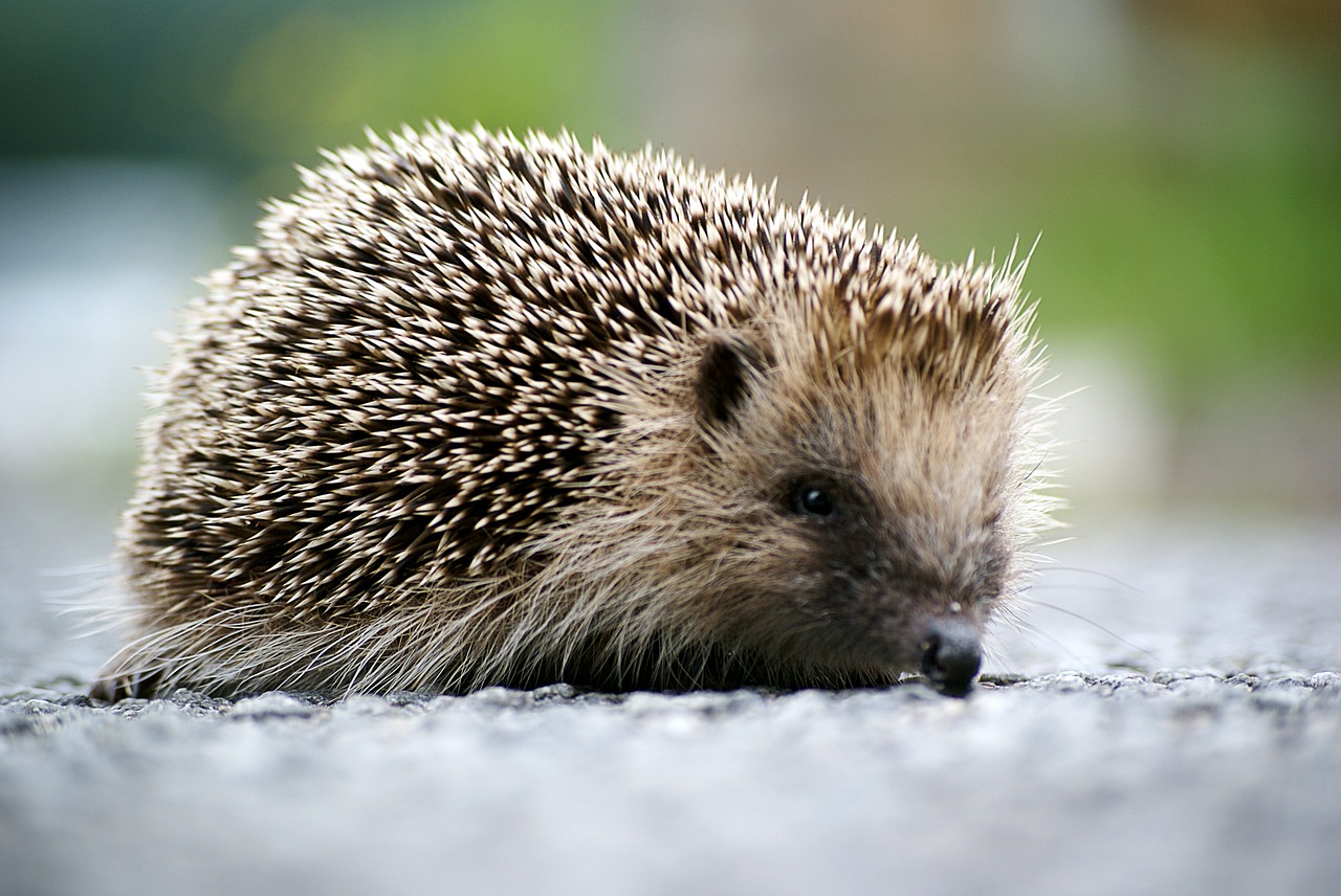 hedgehog animal wild free photo