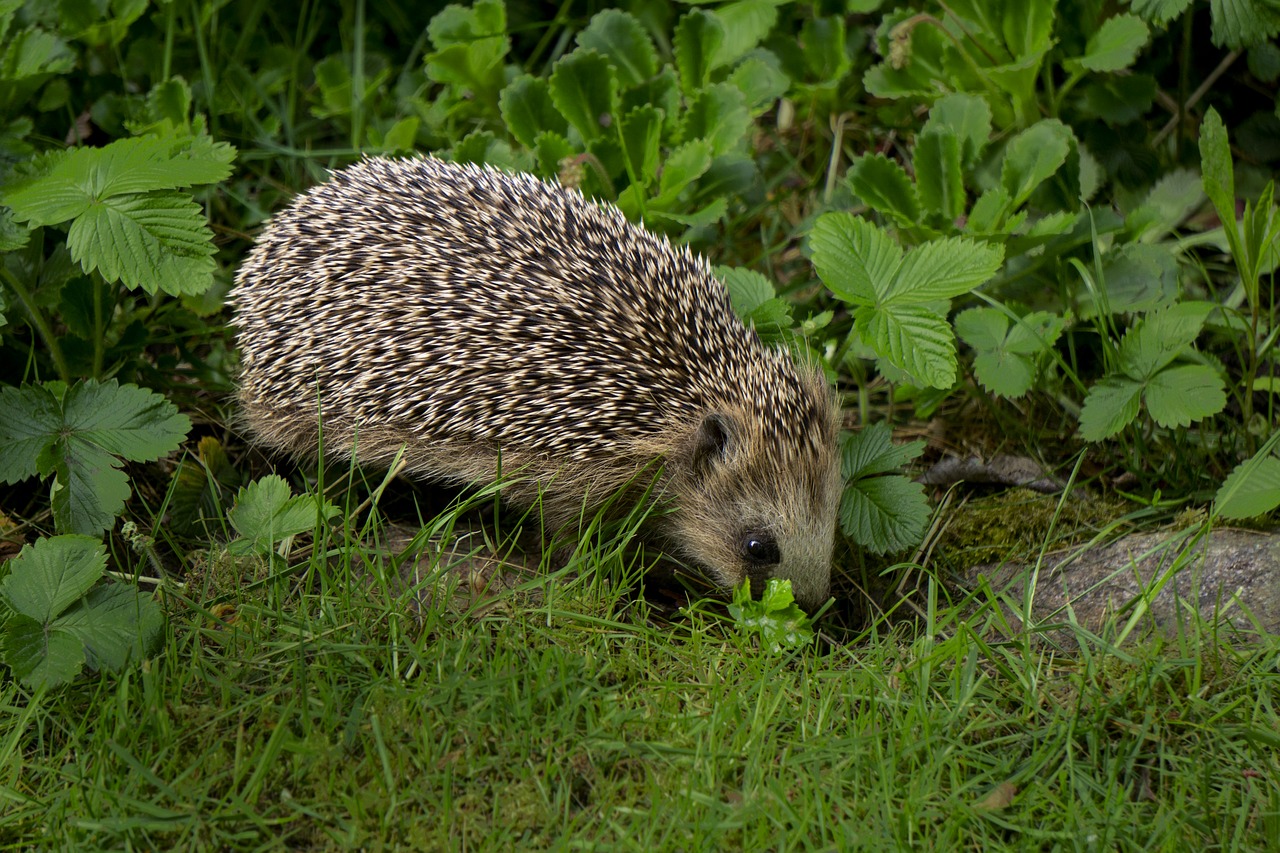 hedgehog  nightly  animals free photo