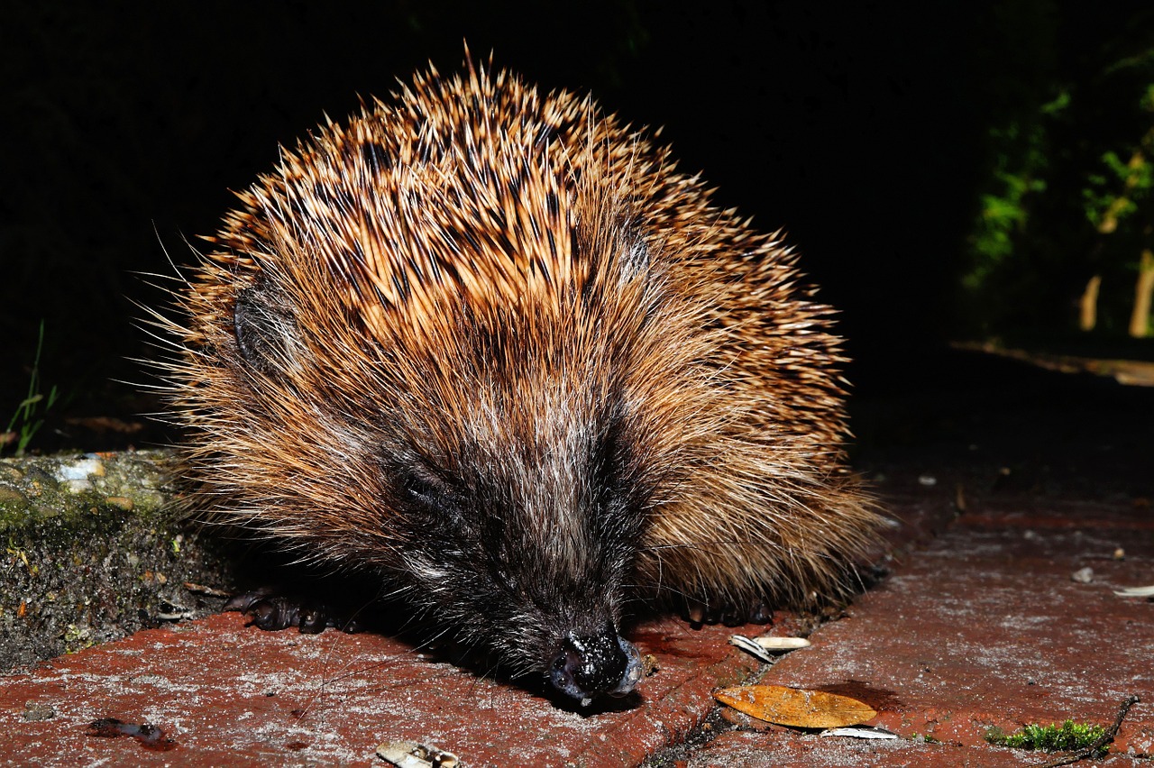 hedgehog young animal prickly free photo