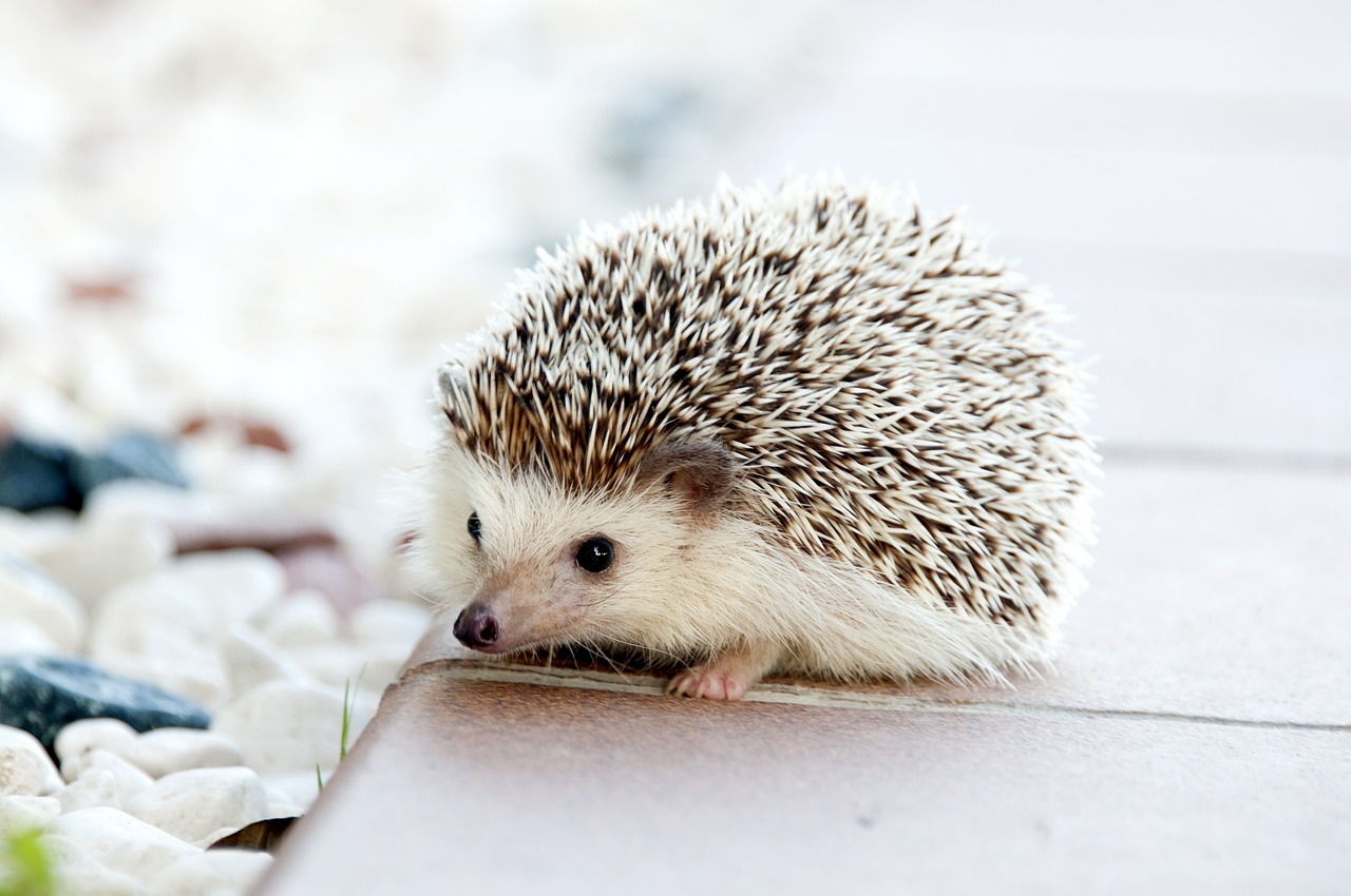 hedgehog animal baby free photo