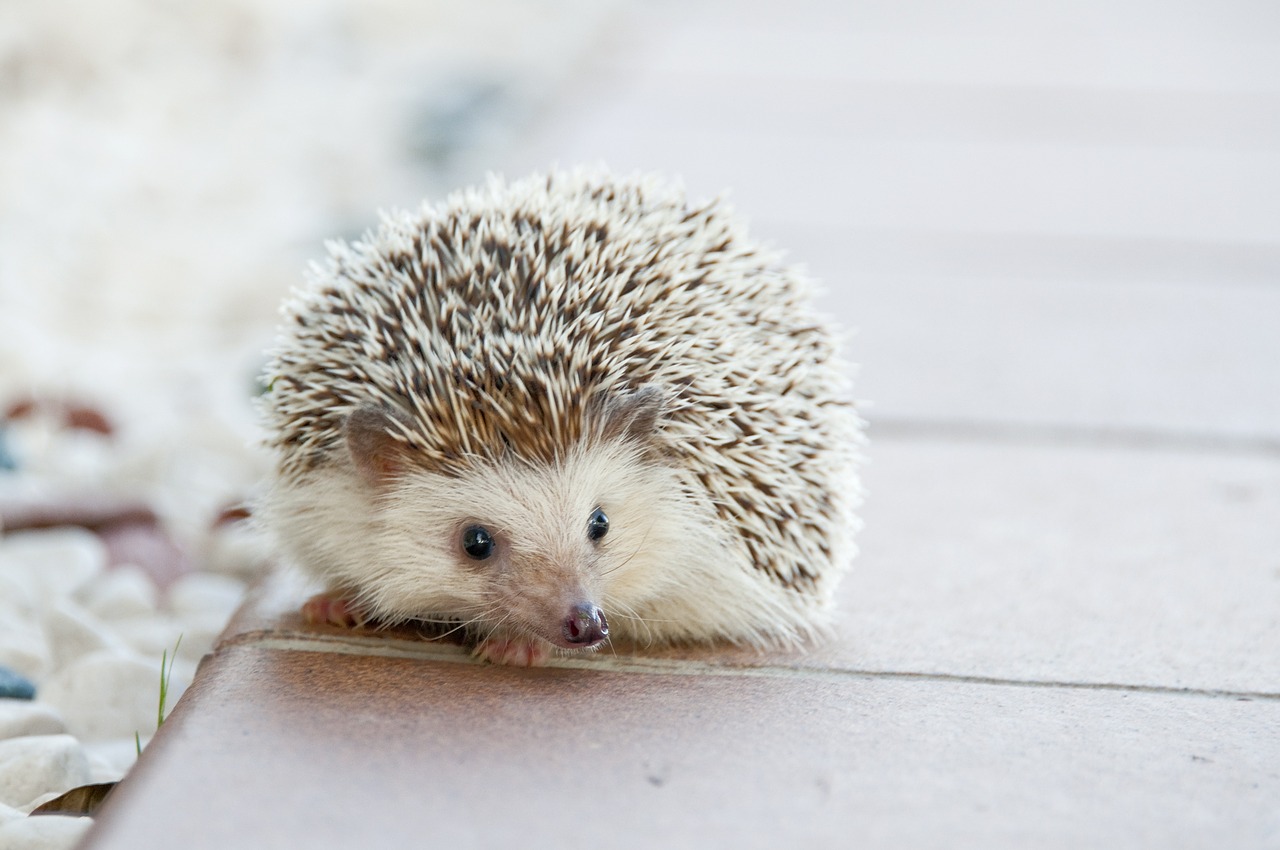 hedgehog animal baby free photo