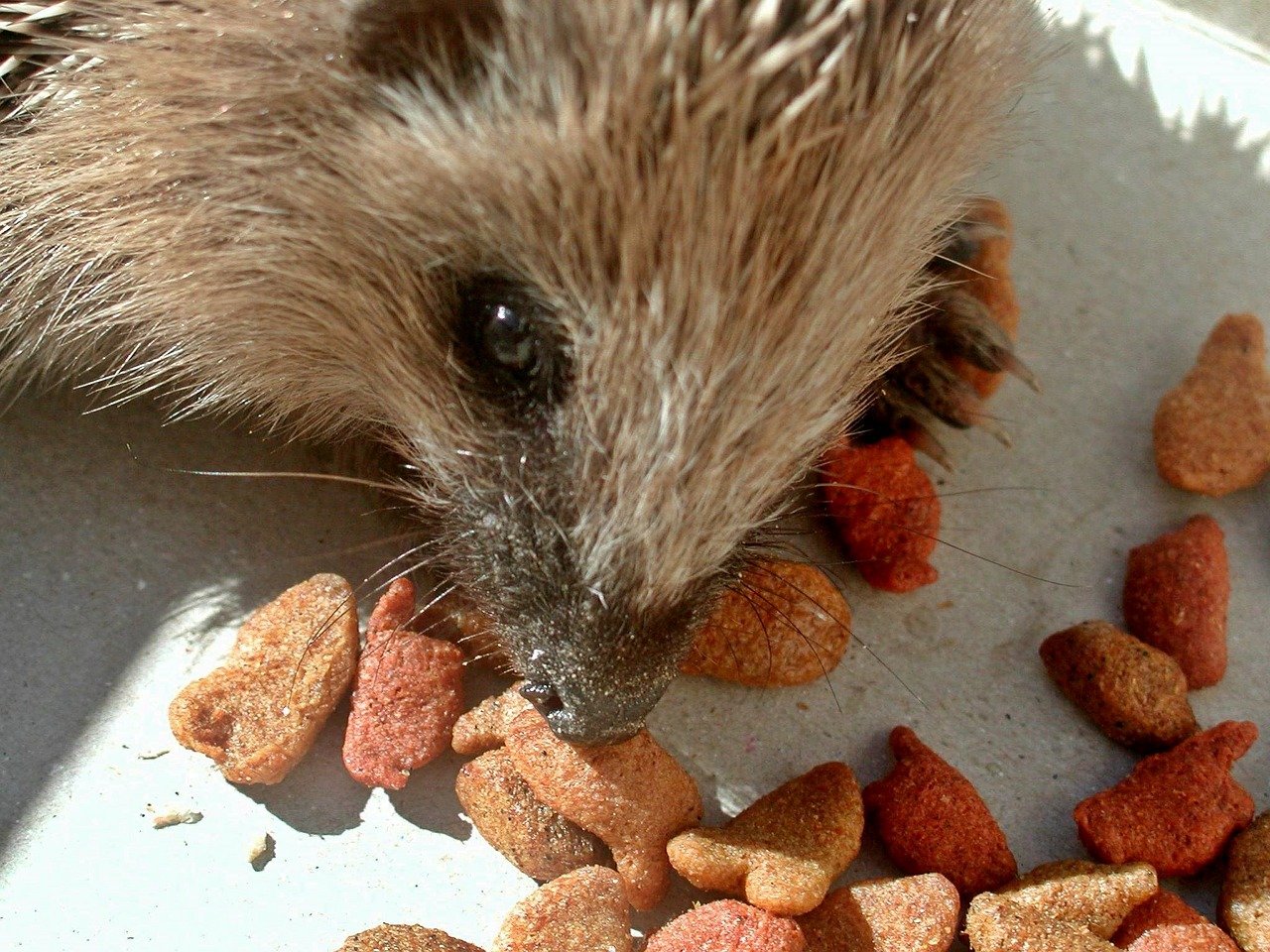 hedgehog animal mammal free photo