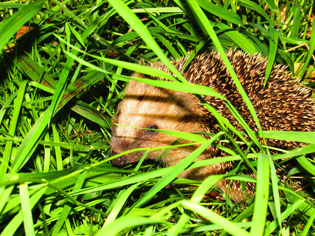 hedgehog grass nature free photo