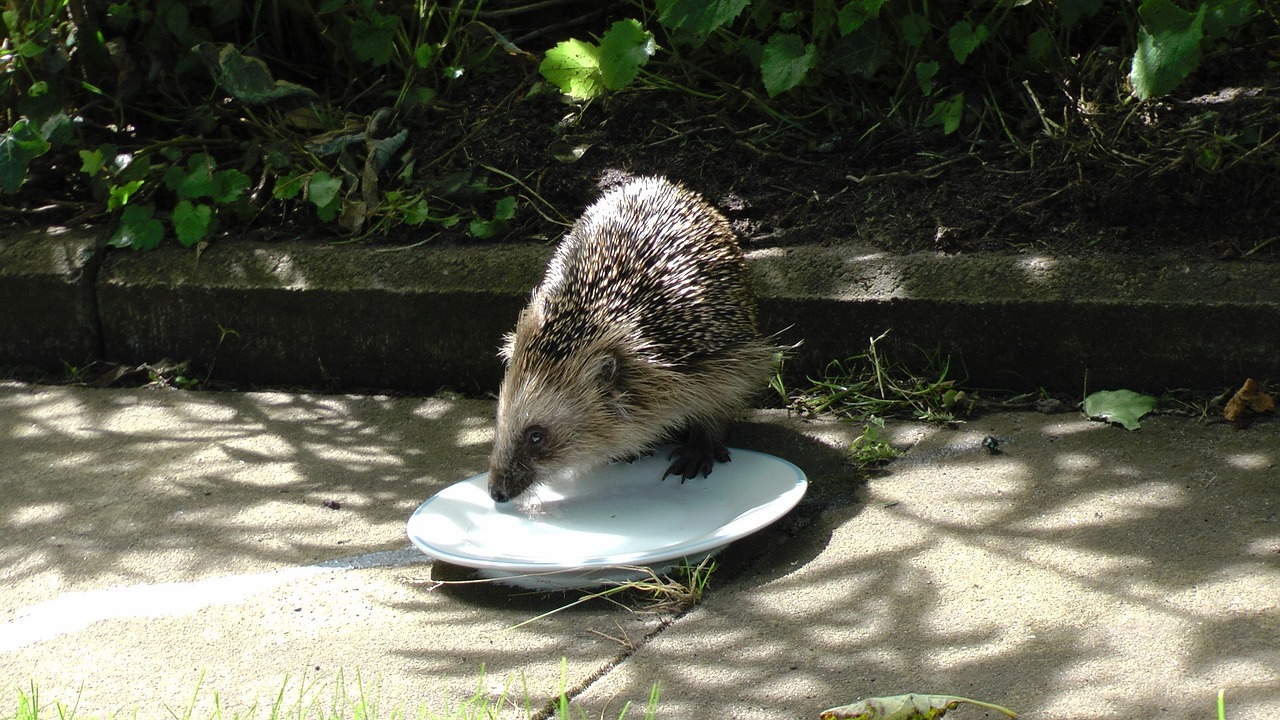 hedgehog mammal cute free photo