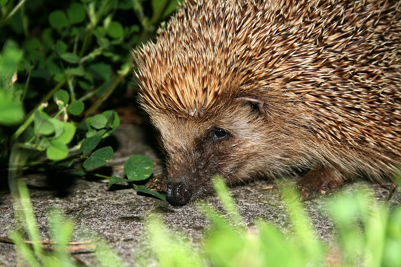 hedgehog animal prickly free photo